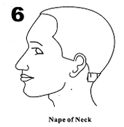 Nape of Neck